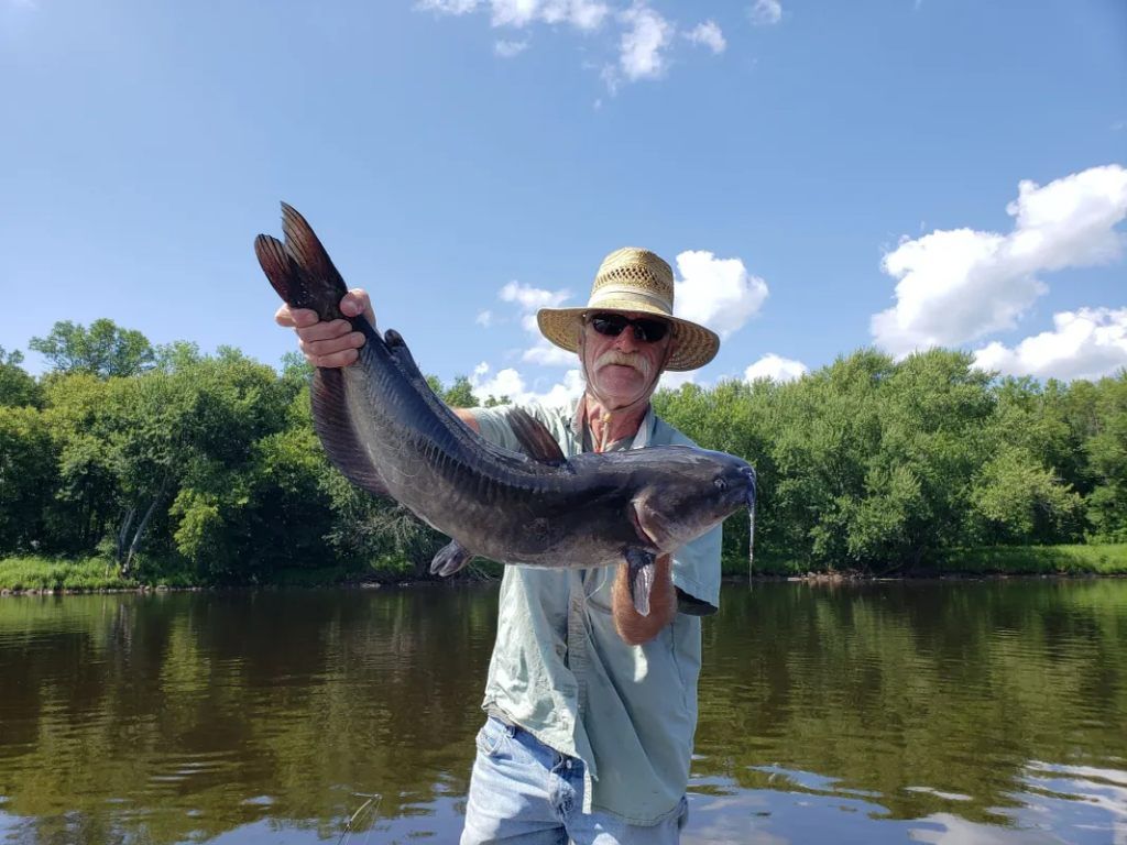 Blue Catfish in St. Croix River, MN